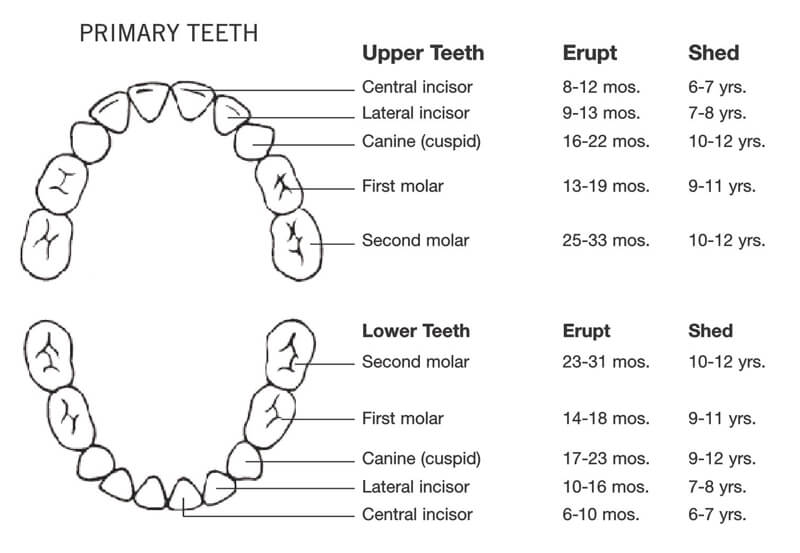 20 Free Printable Baby Teeth Eruption Charts Word Pdf